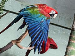 101PARC AUX OISEAUX DANS L AIN 2016 3_000021